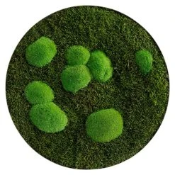 BAUHAUS StyleGreen Moosbild 54 X 6 Cm