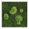 BAUHAUS StyleGreen Moosbild 35 X 35 Cm